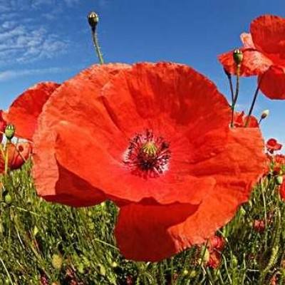 百家乐凯发k8官方网入口